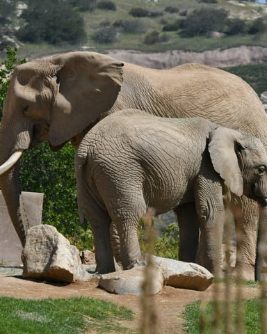 Elephants at the San Diego Zoo