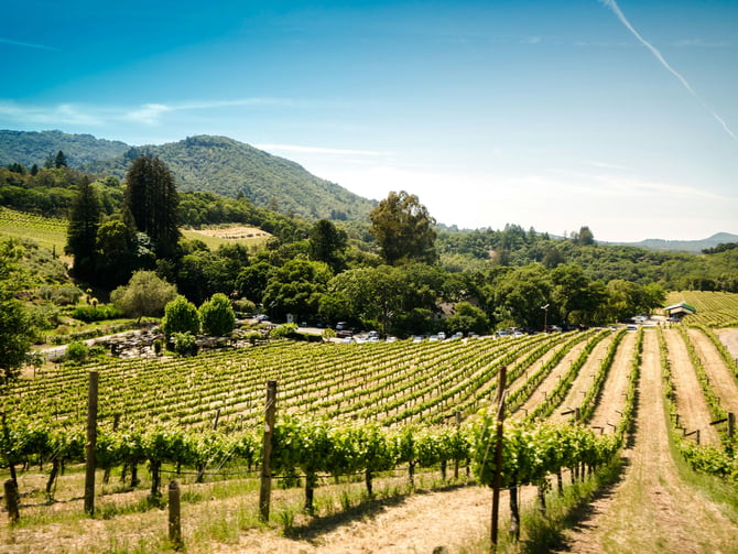 Vineyard rows with mountains in the background