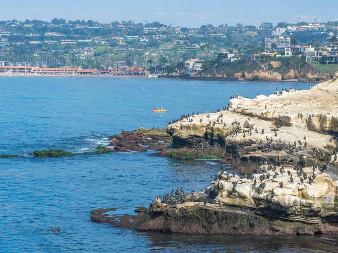 La Jolla coastal cliffs with birds and kayakers