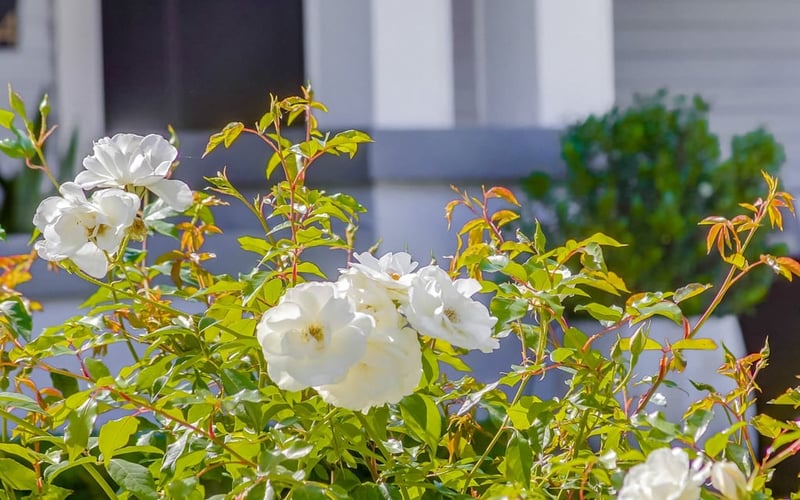 White roses blooming in the garden beside the home's grey clapboard siding